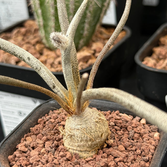 Astrophytum caput-medusae