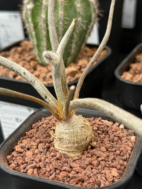 Astrophytum caput-medusae