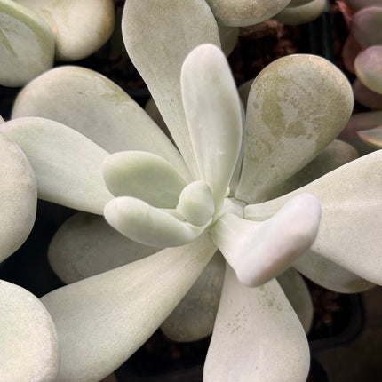 Pachyphytum oviferum