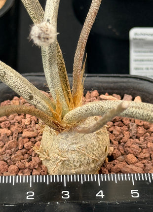Astrophytum caput-medusae