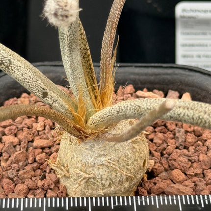 Astrophytum caput-medusae