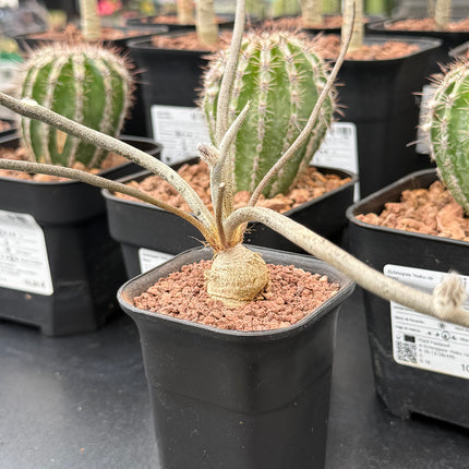 Astrophytum caput-medusae