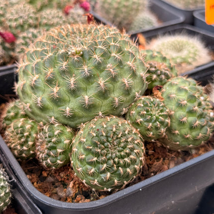 Rebutia fabrisii