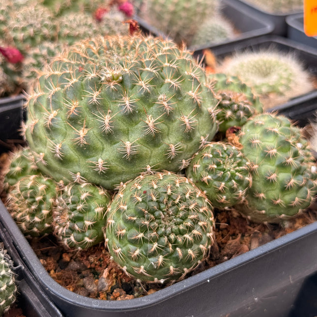 Rebutia fabrisii