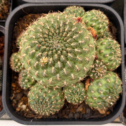 Rebutia fabrisii