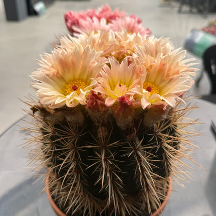 Notocactus herteri subsp. roseoluteus