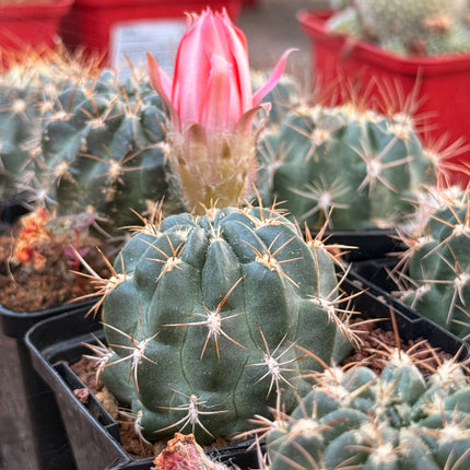 Chamaecereus schreiteri