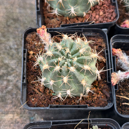 Chamaecereus schreiteri