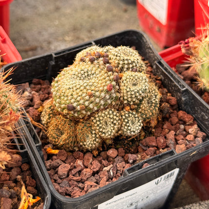 Weingartia langeri