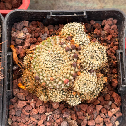 Weingartia langeri
