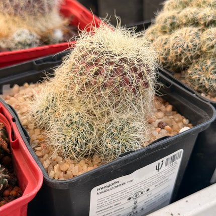 Weingartia tarabucoensis subsp. hertusii