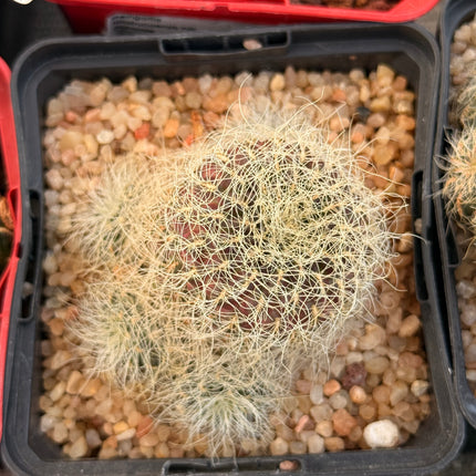 Weingartia tarabucoensis subsp. hertusii