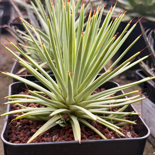 Agave stricta f. nana