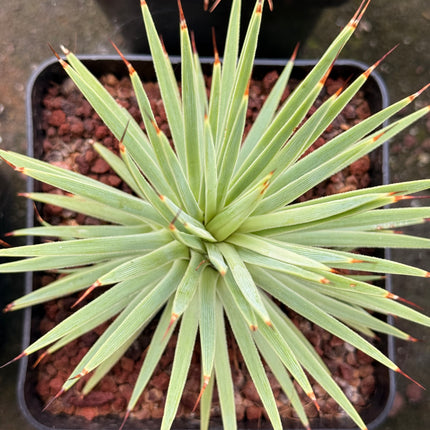 Agave stricta f. nana