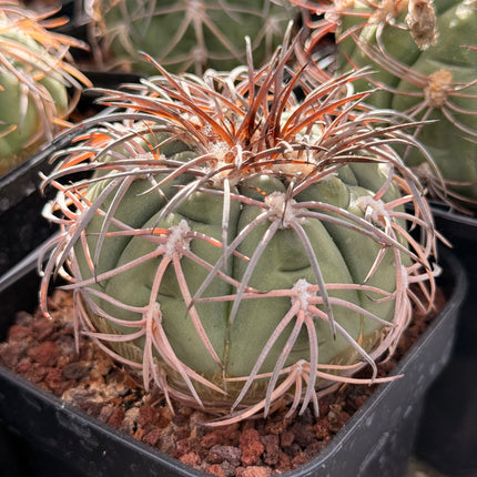 Gymnocalycium spegazzinii