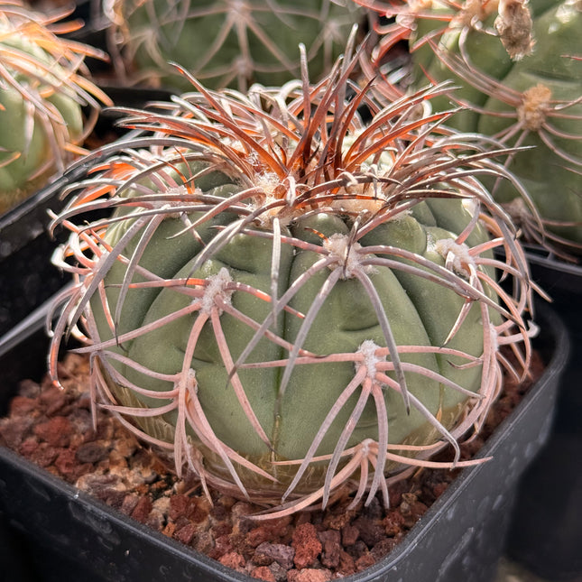 Gymnocalycium spegazzinii