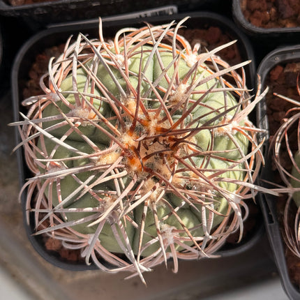 Gymnocalycium spegazzinii