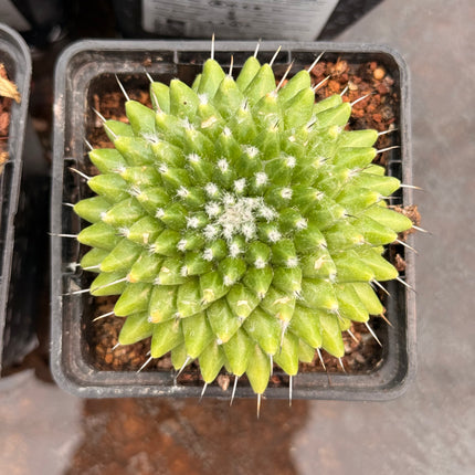 Mammillaria brandegeei ‘Un Pico’