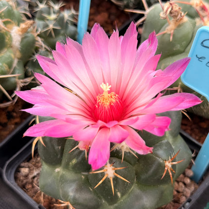 Coryphantha elephantidens