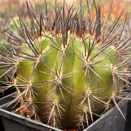Guerreroa paucicostata ‘Pico Negro’