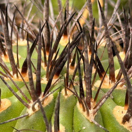 Guerreroa paucicostata ‘Pico Negro’
