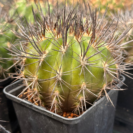 Guerreroa paucicostata ‘Pico Negro’