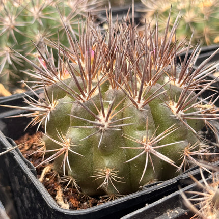 Neoporteria chilensis