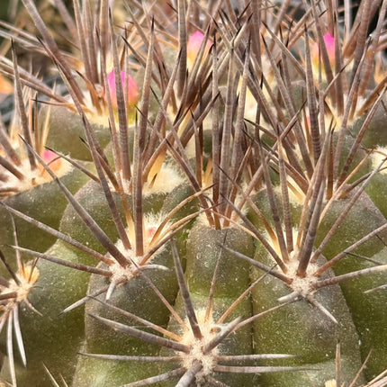Neoporteria chilensis