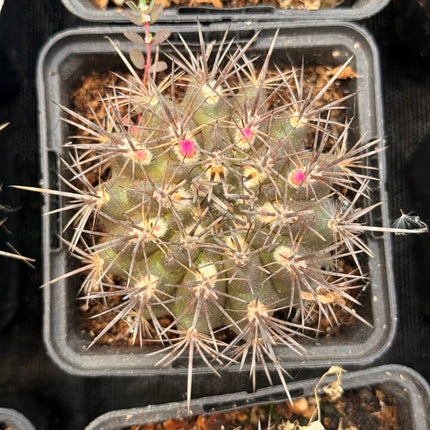 Neoporteria chilensis