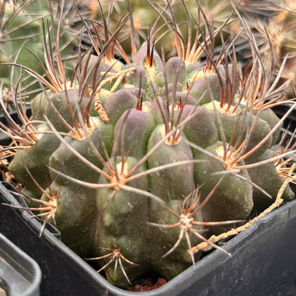 Horridocactus jussieni