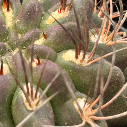 Horridocactus jussieni