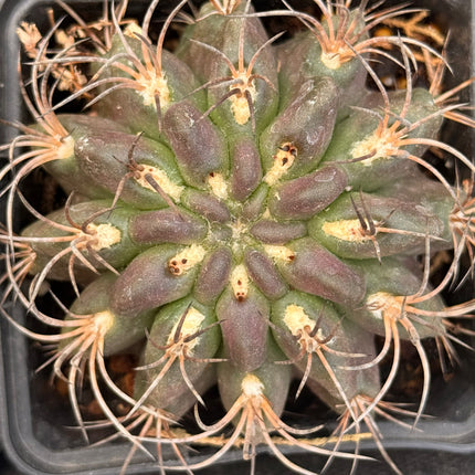 Horridocactus jussieni