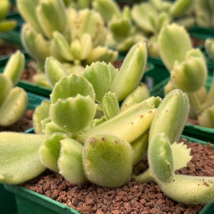 Keimblatt ladismithiensis