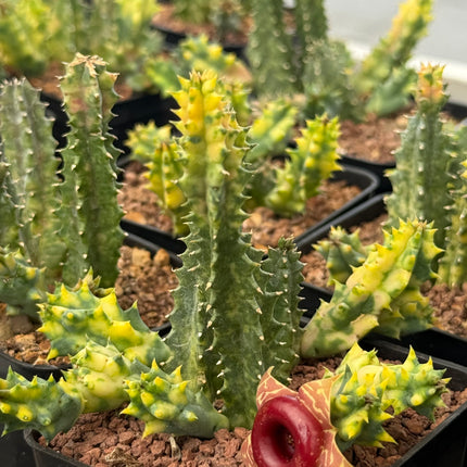 Huernia zebrina f. variegata