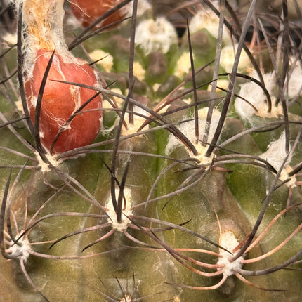 Guerreroa atroviridis
