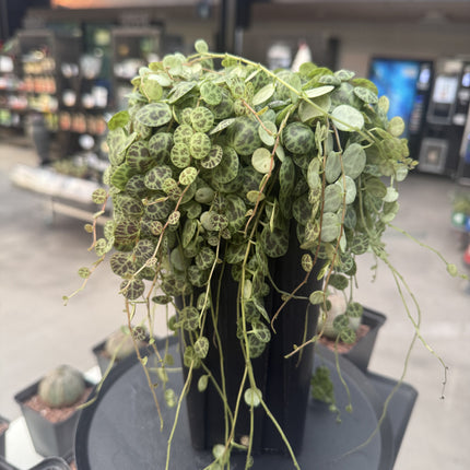 Peperomia prostrata