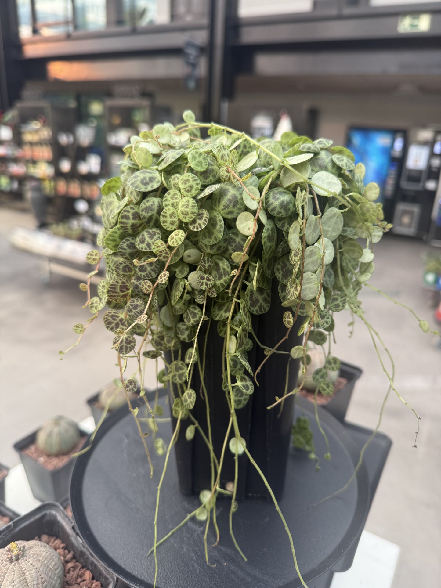 Peperomia prostrata