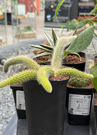Cleistocactus colademononis “Cola de mono”