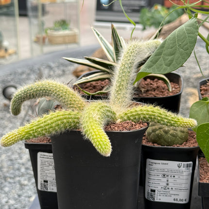 Hildewintera colademononis (Monkey's tail)