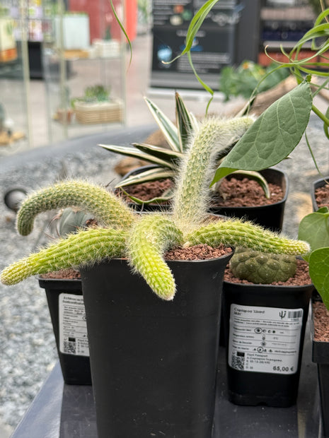 Hildewintera colademononis (Affenschwanz)