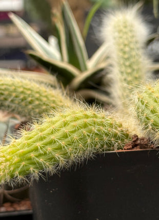 Cleistocactus colademononis “Cola de mono”