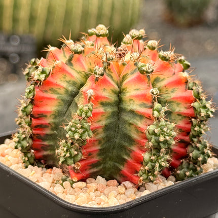 Gymnocalycium mihanovichii 'Colorful Butterfly'