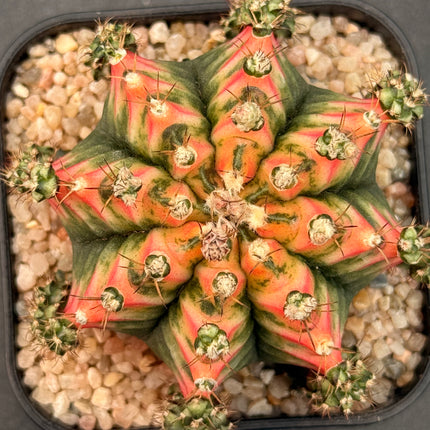 Gymnocalycium mihanovichii 'Colorful Butterfly'