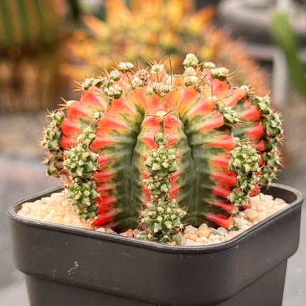 Gymnocalycium mihanovichii 'Colorful Butterfly'