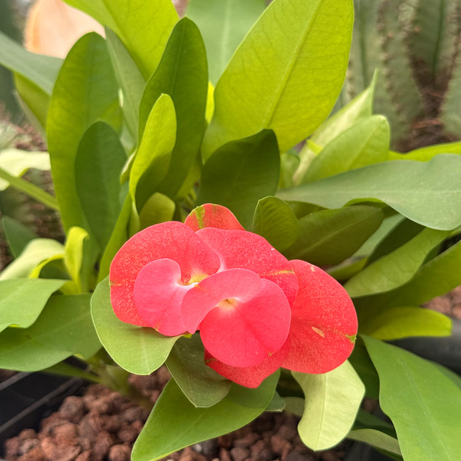 Euphorbia milii ‘Charlotte’ (Große Blüte)