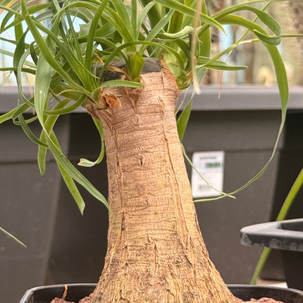 Beaucarnea recurvata “Pata de Elefante”