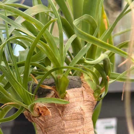 Beaucarnea recurvata “Pata de Elefante”