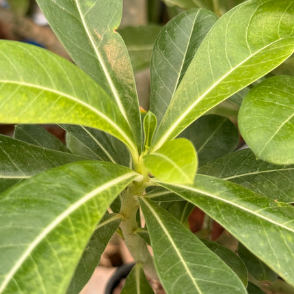 Adenium obesum „Wüstenrose“