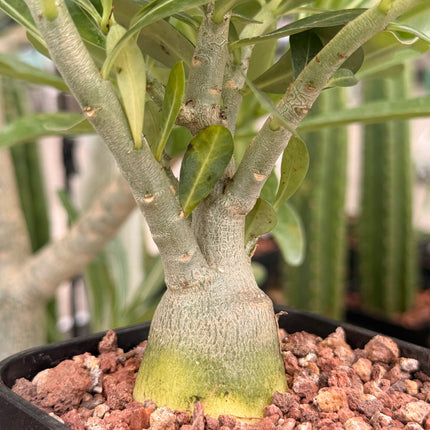 Adenium obesum „Wüstenrose“