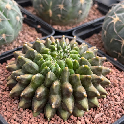 Gymnocalycium ‘Spine less’ cristata